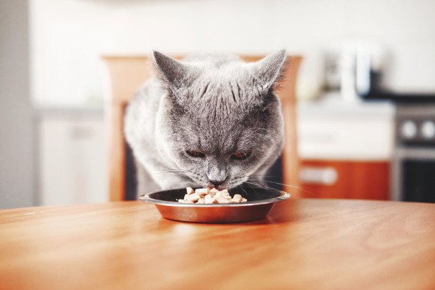 https://www.freepik.com/premium-photo/cat-eats-food-from-bowl-table-beautiful-british-gray-cat_8740063.htm#page=1&query=cat%20eating&position=40