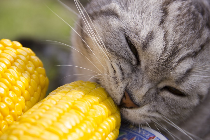 Can Cats Eat Corn? Everything You Need to Know! - Excited Cats