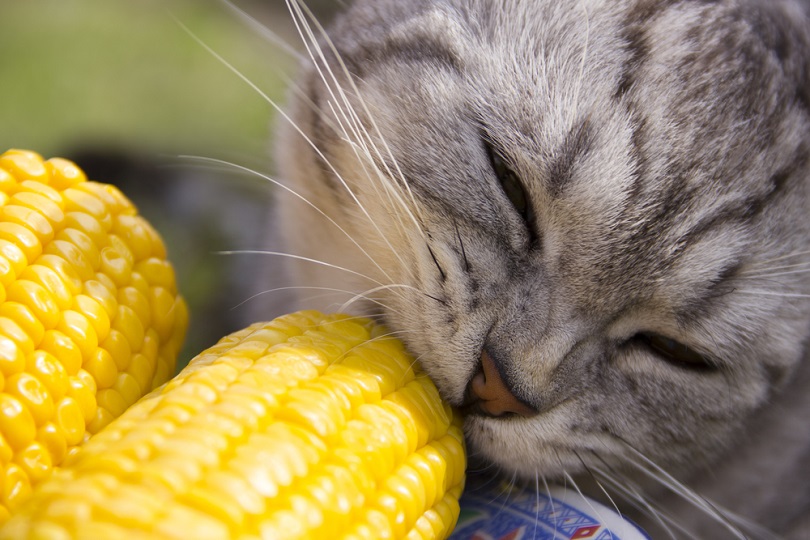 Can Cats eat Corn? PetSchoolClassroom