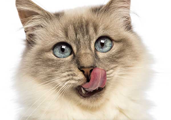 Can Cats Eat Celery? A Complete Guide To Celery For Cats