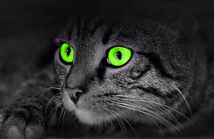 Crepuscular Cats! | Conscious Companion