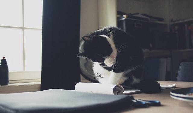 Why Do Cats Lay on Paper? (Here Are 5 Reasons to Explain This ...