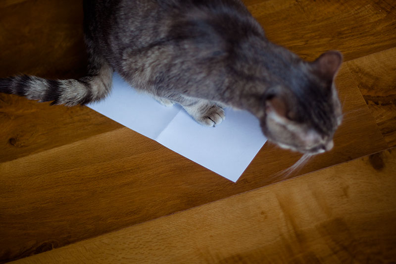 Why Do Cats Like to Sit & Lay on Paper? 8 Theories - What's Yours?