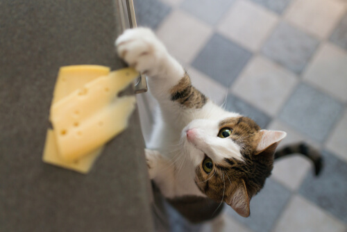 Can Cats Eat Cheese? - All About Cats