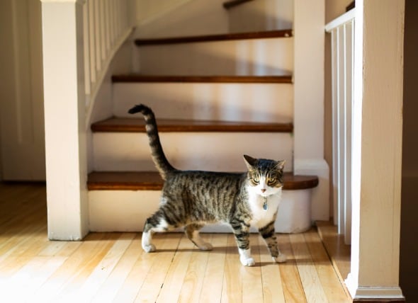 How Long Are Cats in Heat? At What Age Can Cats Get Pregnant? | PetMD