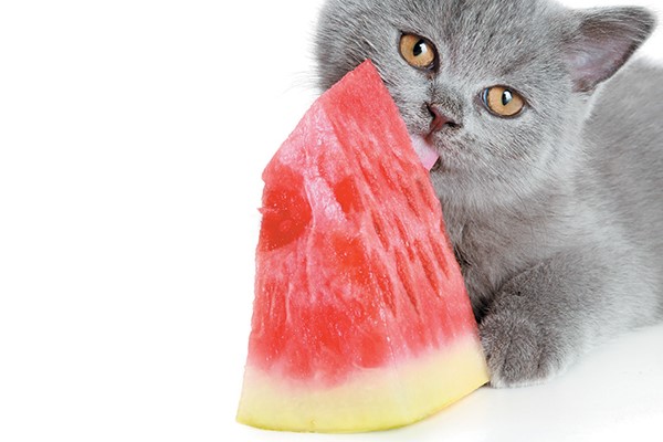 Can Cats Eat Watermelon? What About Watermelon Seeds - The Cat Kitty