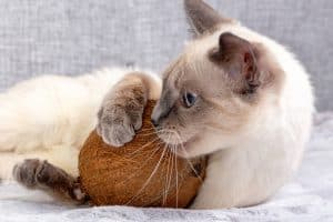 Can Cats Eat Coconut? 9 Interesting Facts