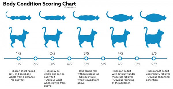 Kitten Development Kitten Age Chart 7661