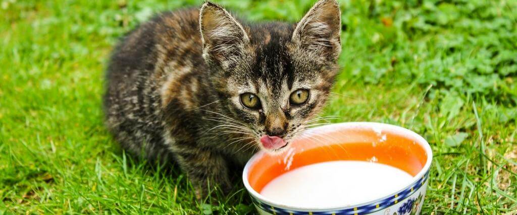 Why Cats and Cow's Milk Don't Mix