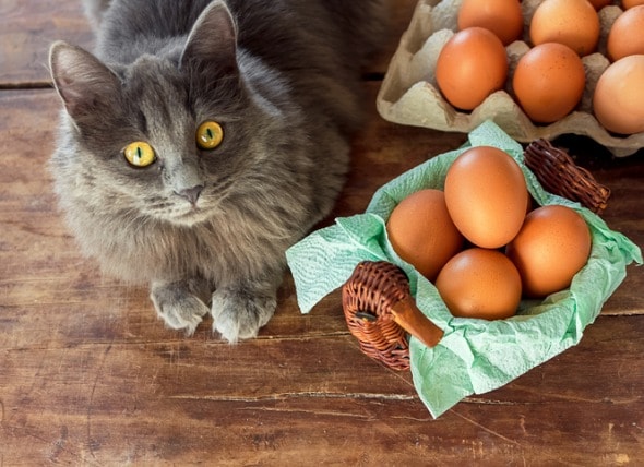 Can Cats Eat Eggs? Are Scrambled or Raw Eggs Good for Cats? | PetMD