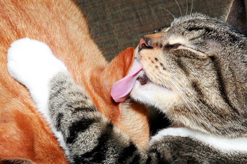 Cat in heat stock photo. Image of adorable, sitting, portrait - 32739222