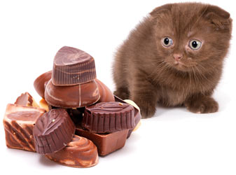 Cats and Chocolate: Why Is Chocolate Bad for Cats?