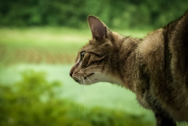 How to deal with runaway cats