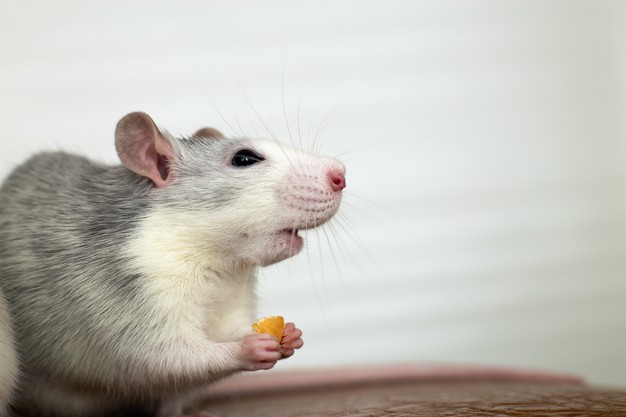 https://www.freepik.com/premium-photo/close-up-white-domestic-rat-eating-bread-crums_12731277.htm#page=2&query=Mice&position=0