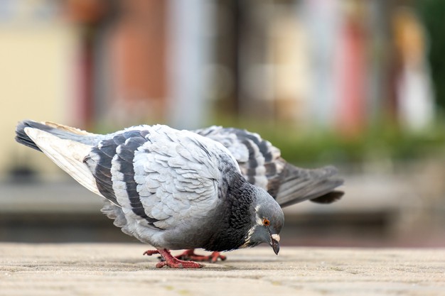 https://www.freepik.com/premium-photo/closeup-gray-pigeons-birds-walking-city-street-searching-food_12329182.htm#page=1&query=pigeon%20eating&position=15