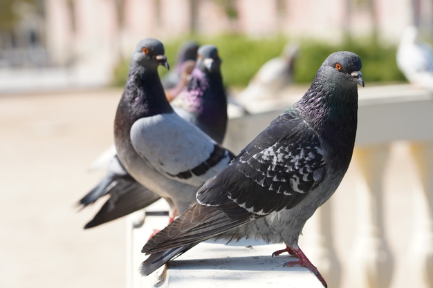 https://www.freepik.com/free-photo/closeup-selective-focus-shot-pigeons-park-with-greenery_10376767.htm#page=1&query=pigeon&position=27