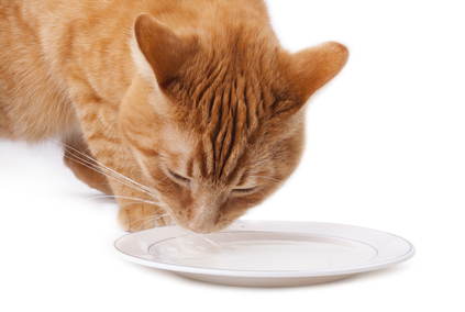 Should Cats Eat Tuna Fish? - PetFoodia.com - Pet Food Coupons and Reviews