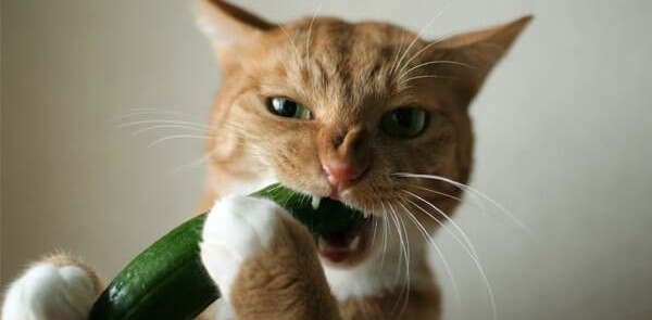 Why are cats scared of cucumbers? |