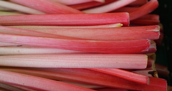 Can Rabbits Eat Rhubarb? | Rhubarb, Rhubarb plants, Calcium rich foods