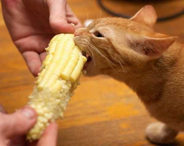 Moar Butter: A Cornucopia Of Cats Eating Corn | Can dogs eat oranges, Tiny kitten, Cute animal pictures