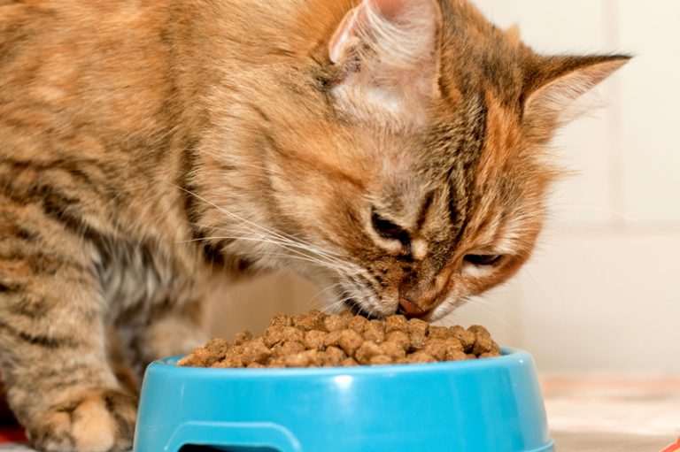 how-long-does-dry-cat-food-last-petschoolclassroom