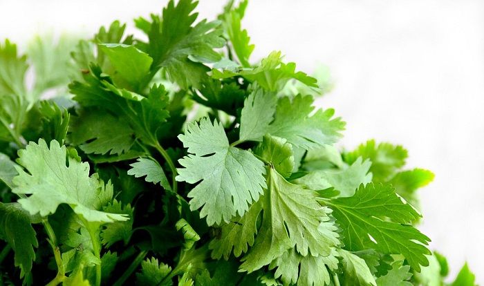 Can Rabbits Eat Cilantro (Coriander)? | Growing cilantro, Herbs, Growing coriander