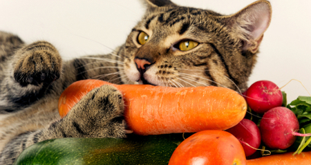 vegetables for cats online -