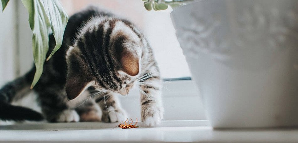 Do Cats Eat Roaches? – Kitty Advisor