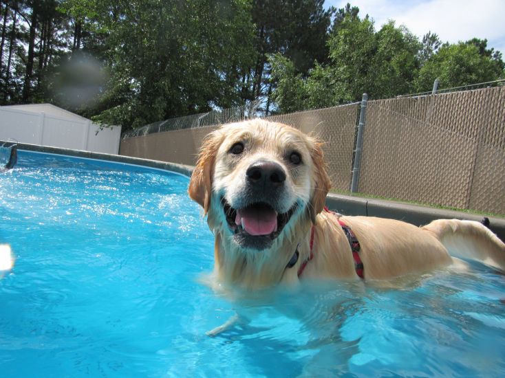 Dog Swimming Pool | Bone Voyage Pet Resort | Garner NC