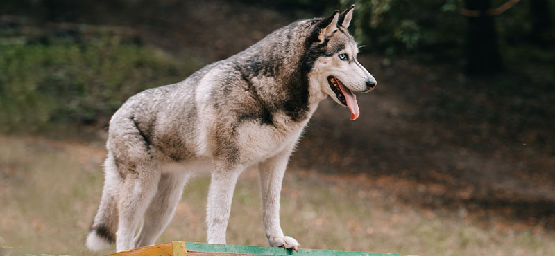 13 Dogs That Look Like Huskies | PlayBarkRun