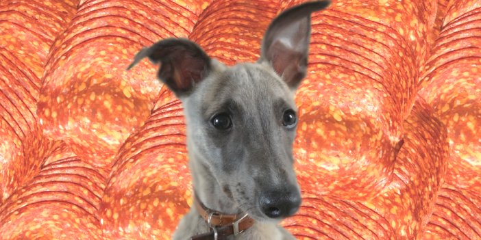 Can Dogs Eat Pepperoni? A Guide for Whippet Owners