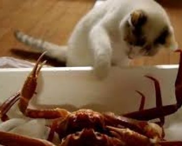 Can Cats Eat Crab Meat? | TheTvBuzz