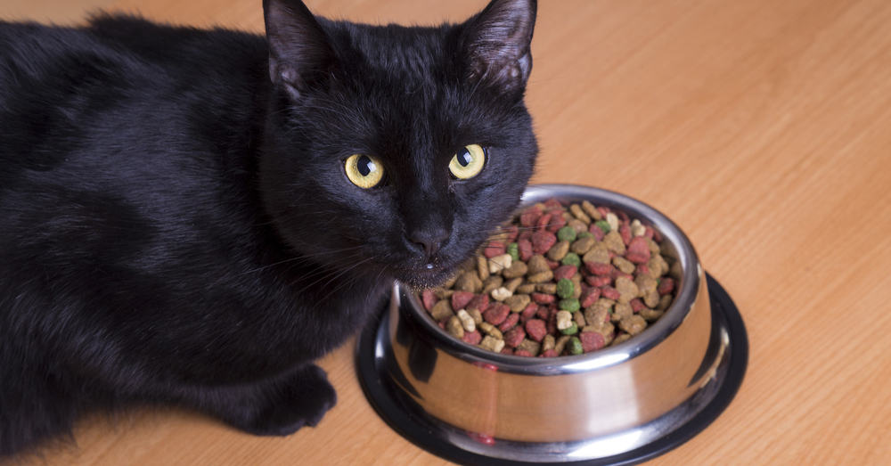 Help, My Cat Eats Too Fast! 7 Ways to Slow Them Down - The ...