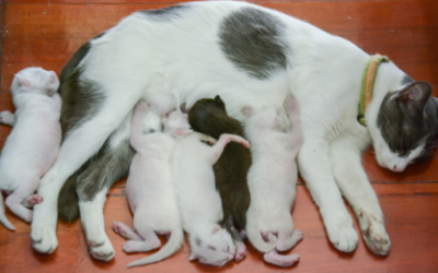 Pregnancy and Parturition in Cats | VCA Animal Hospital