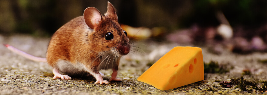 Do mice really like cheese: Fact or Fiction? | EarthKind