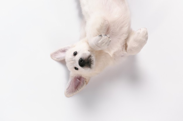 https://www.freepik.com/free-photo/english-cream-golden-retriever-isolated_13685268.htm#page=1&query=dog&position=6