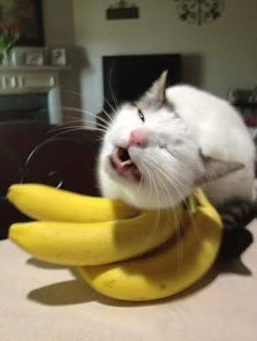 Can Cats Eat Bananas? - FreakyPet