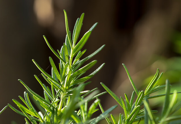 Can Rabbits Eat Rosemary? What You Need To Know