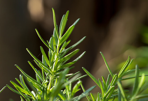 Can I Feed My Rabbit Rosemary? - PetSchoolClassroom