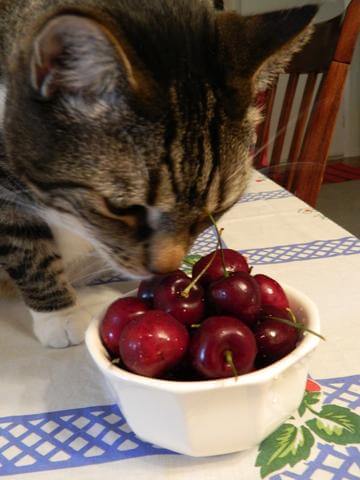 Can Cats Eat Cherries?