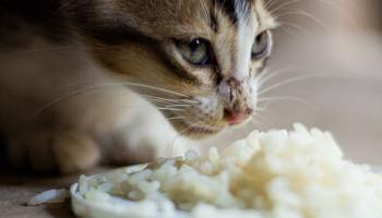 ▷ ¿Los gatos pueden comer pan? - Experto Gatuno