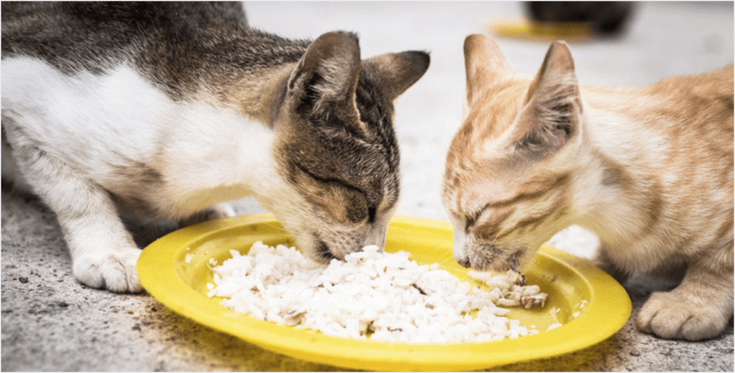 Giving Rice To Cats: Is It A Good Idea? | HolidogTimes