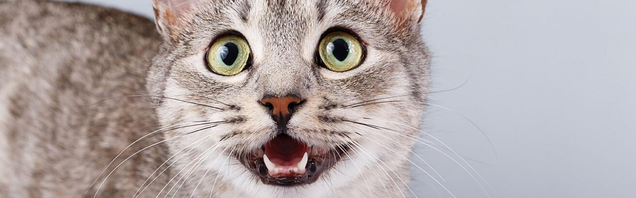 Guide To Cat Dental Care | RSPCA Pet Insurance