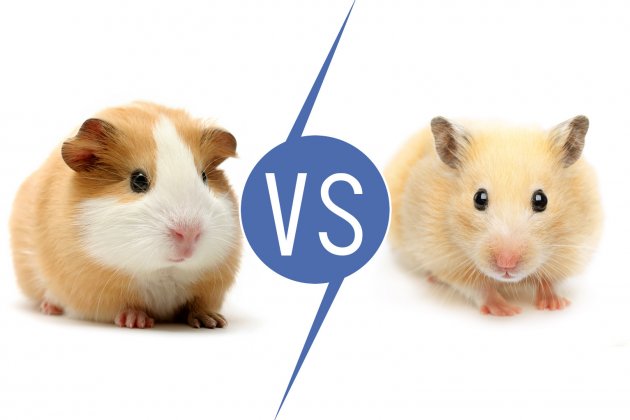 Can Hamsters eat Guinea Pig Food? - PetSchoolClassroom