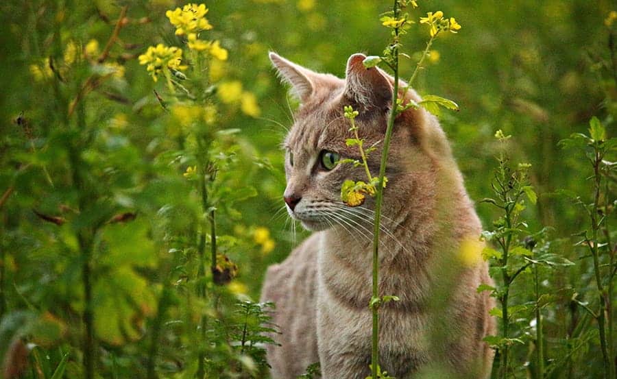 Hippie Cat Names [160+ Purrfect Name Ideas] 