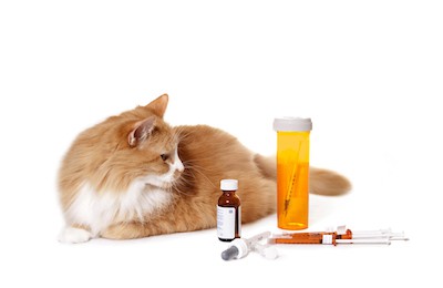 How Much Penicillin to Give a Cat? The Right Dosage You Need to Know