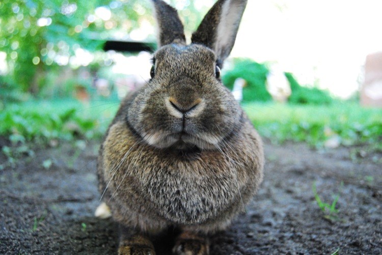 How To Keep Rabbits Out Of The Garden