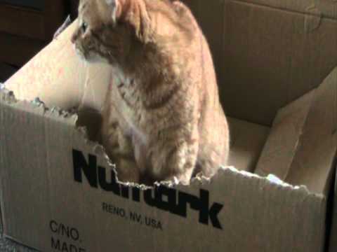 Cat chewing up cardboard box - YouTube