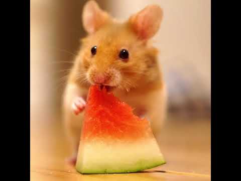 dog eating watermelon slice - YouTube