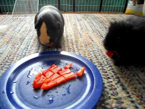 dogs Eat Red Bell Peppers - YouTube